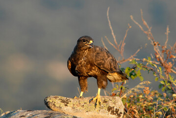 aguila busardo ratonero en el campo