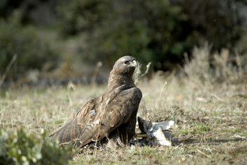aguila busardo ratonero en el campo