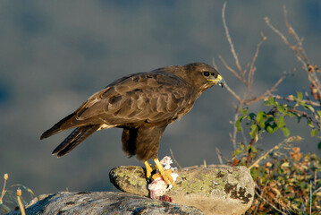 aguila busardo ratonero en el campo
