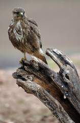 aguila busardo ratonero en el campo