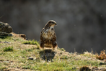 aguila busardo ratonero en el campo