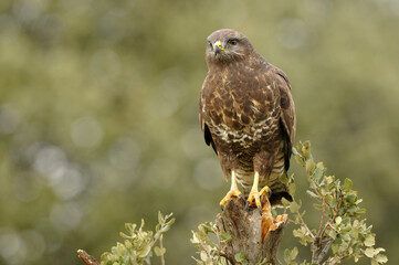 aguila busardo ratonero en el campo