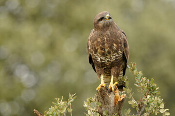 aguila busardo ratonero en el campo
