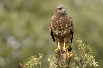 aguila busardo ratonero en el campo