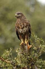 aguila busardo ratonero en el campo
