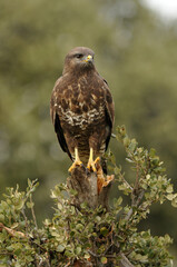 aguila busardo ratonero en el campo