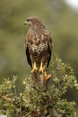 aguila busardo ratonero en la campiña abulense