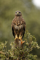 aguila busardo ratonero en el campo