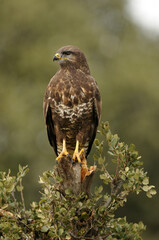 aguila busardo ratonero en el campo