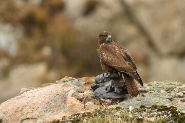 aguila busardo ratonero en el campo