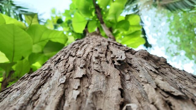 Teak tree bark brown hard texture in the forest