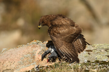 aguila busardo ratonero en el campo