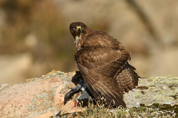 aguila busardo ratonero en el campo