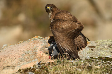 Obraz premium aguila busardo ratonero en el campo