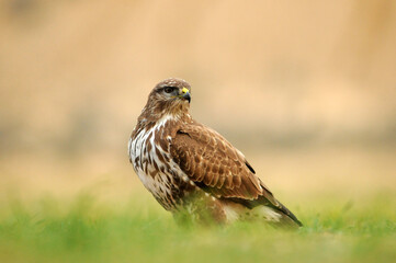 aguila busardo ratonero en el campo
