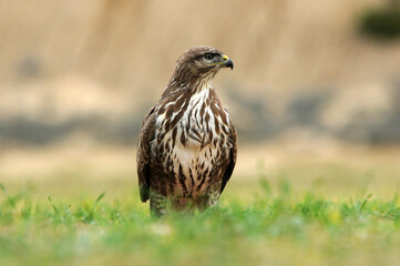 aguila busardo ratonero en el campo