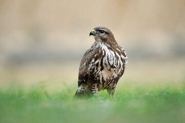 aguila busardo ratonero en el campo