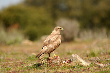 aguila busardo ratonero en el campo