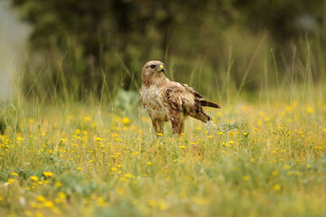 aguila busardo ratonero en el campo