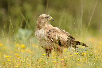 aguila busardo ratonero en el campo