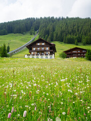 Fototapeta premium Spring flowers and Swiss houses