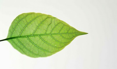 Obraz premium High-Resolution Close-Up of a Green Leaf