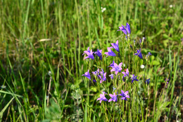 purple bluebell flowers in a field of grass with sunset light 
