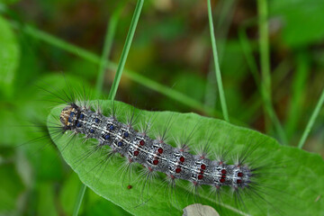 a caterpillar that is on a green leaf macro copy space  