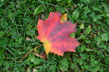 a red maple leaf laying in the green grass top view