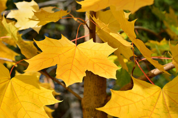 yellow maple leaves on the branch isolated close up wallpaper