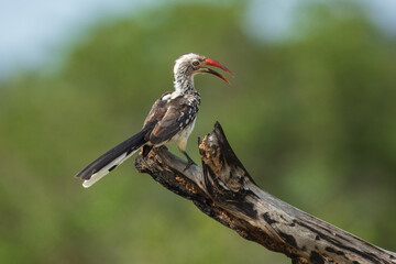 Northern red-billed hornbill, Tockus erythrorhynchus, Portrait Africa. High quality photo, Kruger park, 8K resolution, 