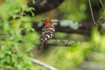 Eurasian Hoopoe or Common hoopoe (Upupa epops), Hoopoe with a loose crest on his head sits on a branch on a natural background.
