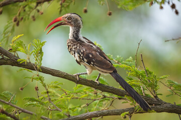 Northern red-billed hornbill, Tockus erythrorhynchus, Portrait Africa. High quality photo, Kruger park, 8K resolution, 