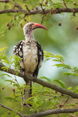 Northern red-billed hornbill, Tockus erythrorhynchus, Portrait Africa. High quality photo, Kruger park, 8K resolution, 