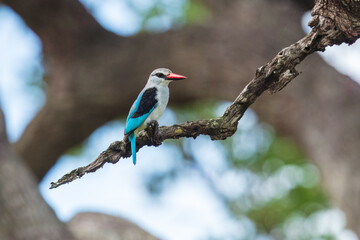 Woodland Kingfisher (Halcyon senegalensis)
A medium-sized, electric-blue-backed kingfisher with a distinctive bicolored bill:  red above and black below. Sitting on the branch.