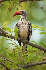 Northern red-billed hornbill, Tockus erythrorhynchus, Portrait Africa. High quality photo, Kruger park, 8K resolution, 