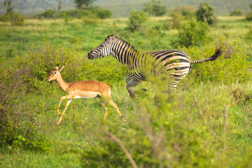 Burchells Zebra running (Equus burchelli) standing in savanna, Kruger National Park, South Africa