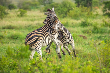 Two Burchells Zebra fighting (Equus burchelli) and standing in savanna, Kruger National Park, South Africa