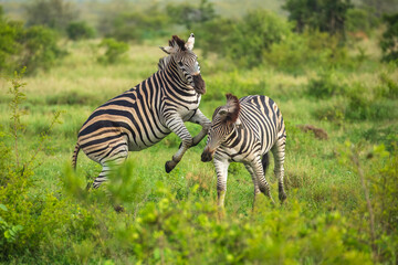 Fototapeta premium Two Burchells Zebra fighting (Equus burchelli) and standing in savanna, Kruger National Park, South Africa