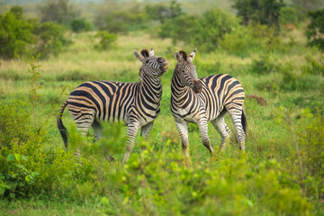 Fototapeta premium Two Burchells Zebra fighting (Equus burchelli) and standing in savanna, Kruger National Park, South Africa