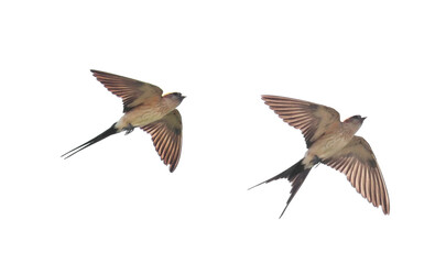Red-rumped swallow in flight, Cecropis daurica, isolated on white, birds of Montenegro	