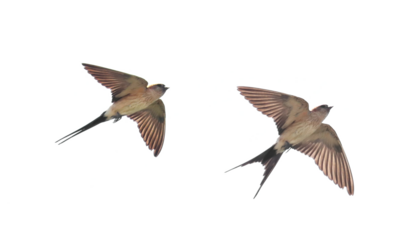 Red-rumped swallow in flight, Cecropis daurica, isolated on white, birds of Montenegro	