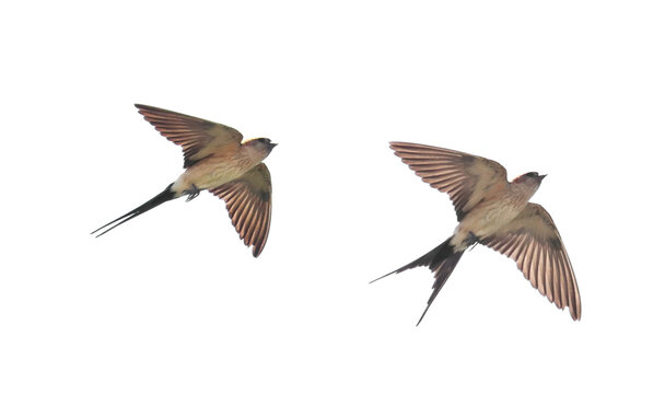 Red-rumped swallow in flight, Cecropis daurica, isolated on white, birds of Montenegro - Powered by Adobe
