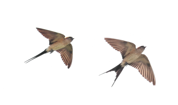 Red-rumped swallow in flight, Cecropis daurica, isolated on white, birds of Montenegro	