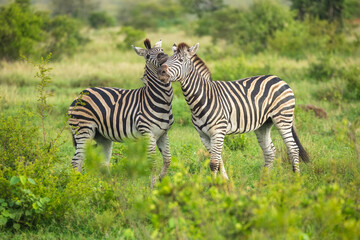 Two Burchells Zebra fighting (Equus burchelli) and standing in savanna, Kruger National Park, South Africa