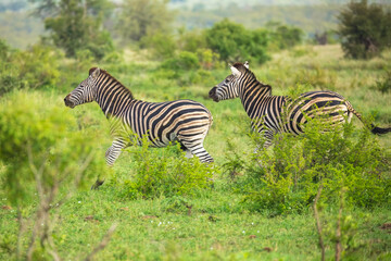 Fototapeta premium Two Burchells Zebra fighting (Equus burchelli) and standing in savanna, Kruger National Park, South Africa
