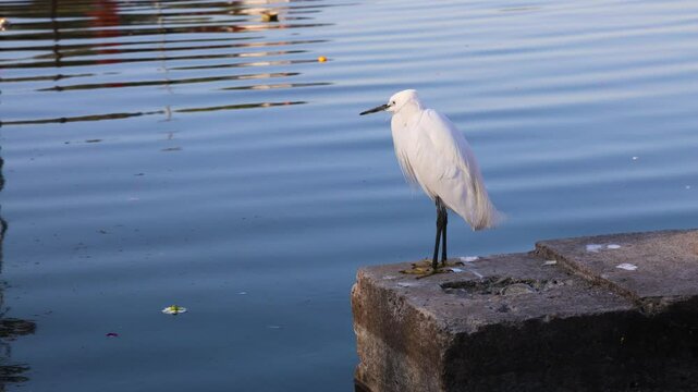 isolate white heron bird sitting at river shore at morning from flat angle