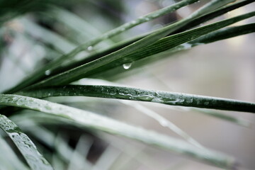 drops of dew on a grass