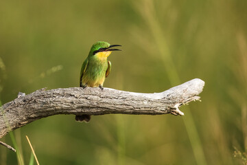 Swallow-tailed bee-eater - Merops hirundineus perched with green background. Photo from Kruger Park in South Africa.