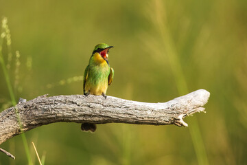 Swallow-tailed bee-eater - Merops hirundineus perched with green background. Photo from Kruger Park in South Africa.